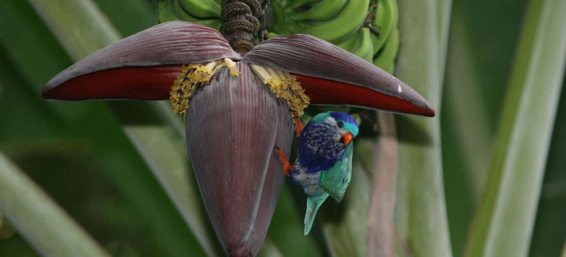 oiseau-terrestre_endemique_lori-ultramarin_04