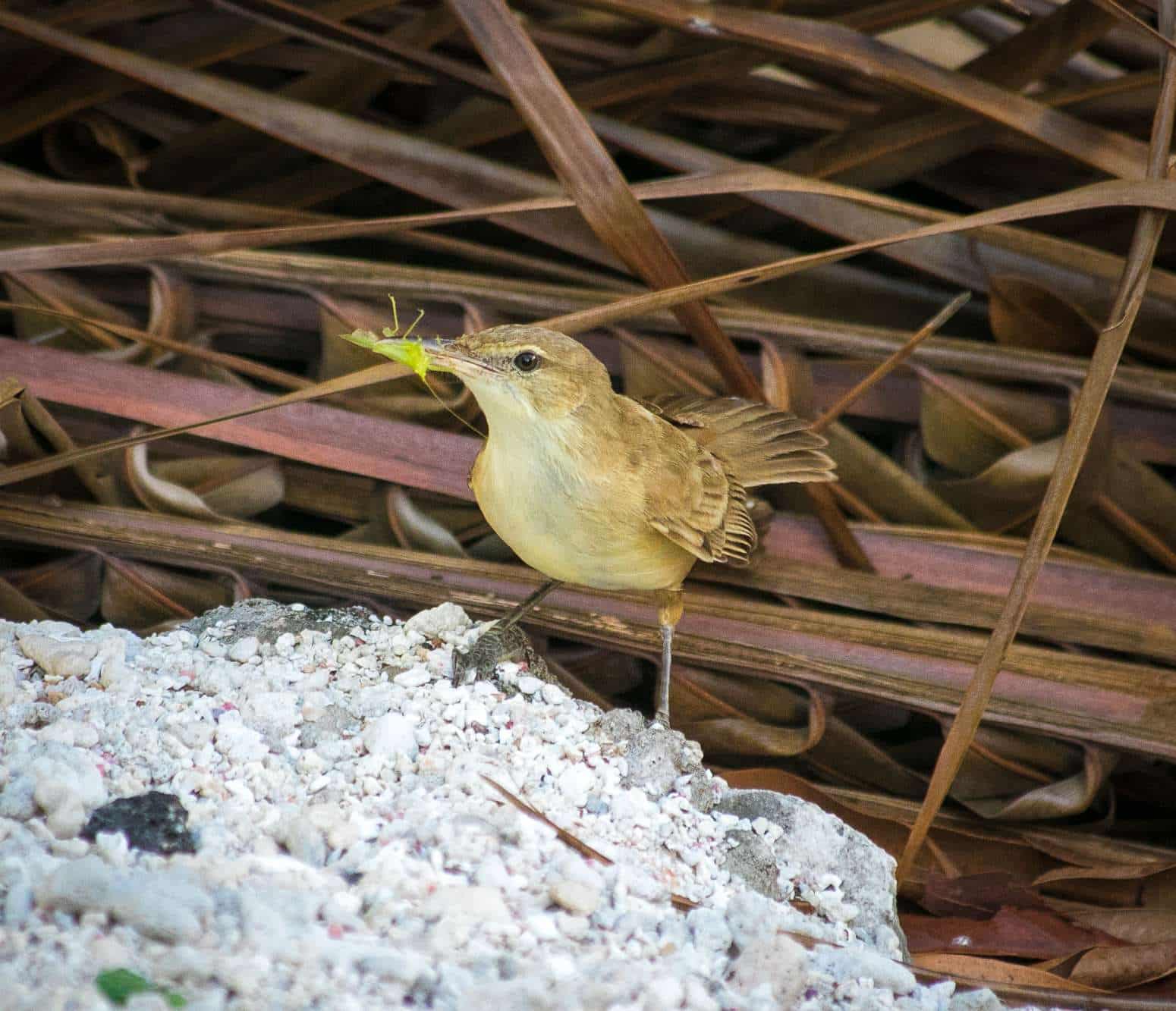 A atyphus J Parau 1