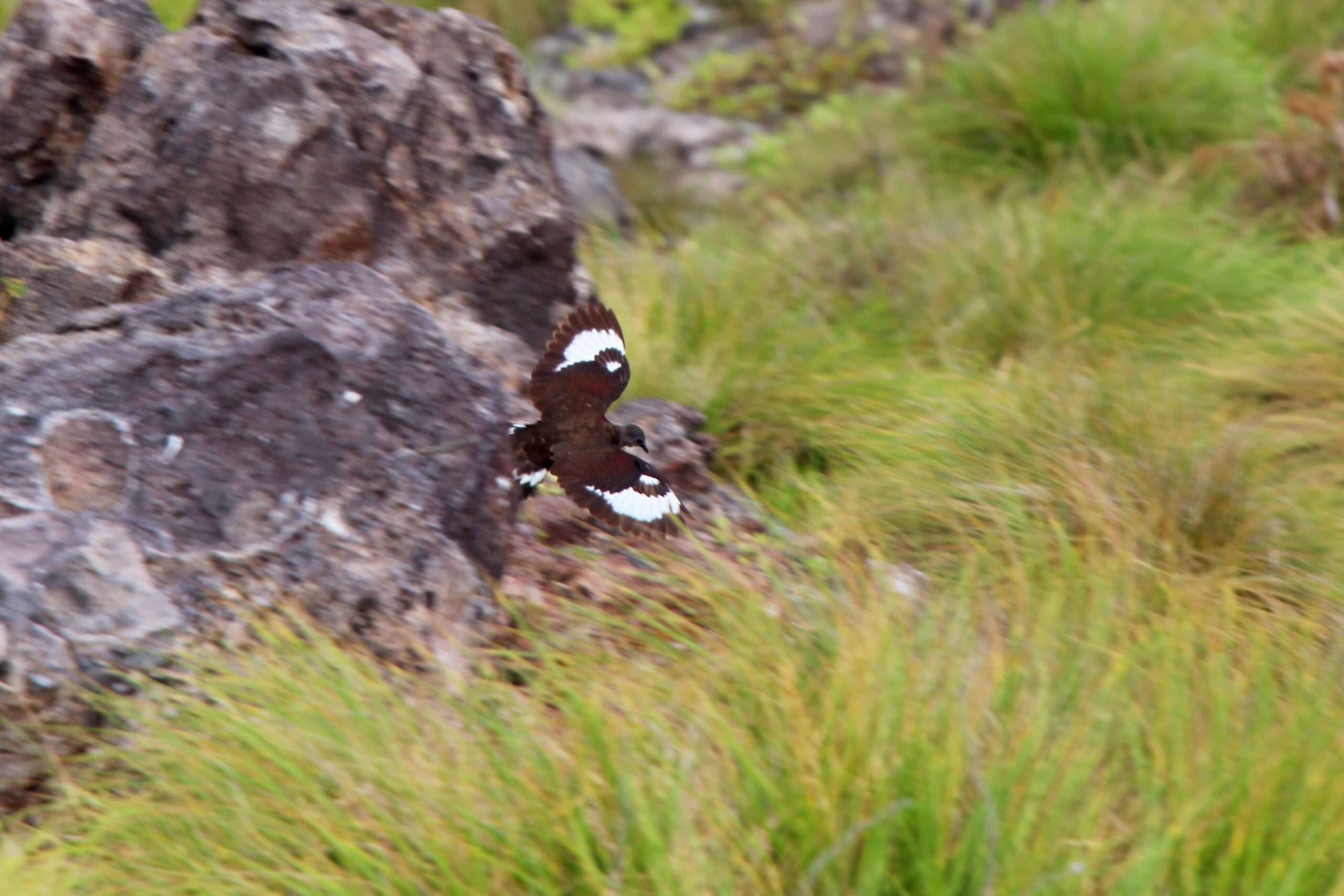 A rubescens en vol JF Butaud