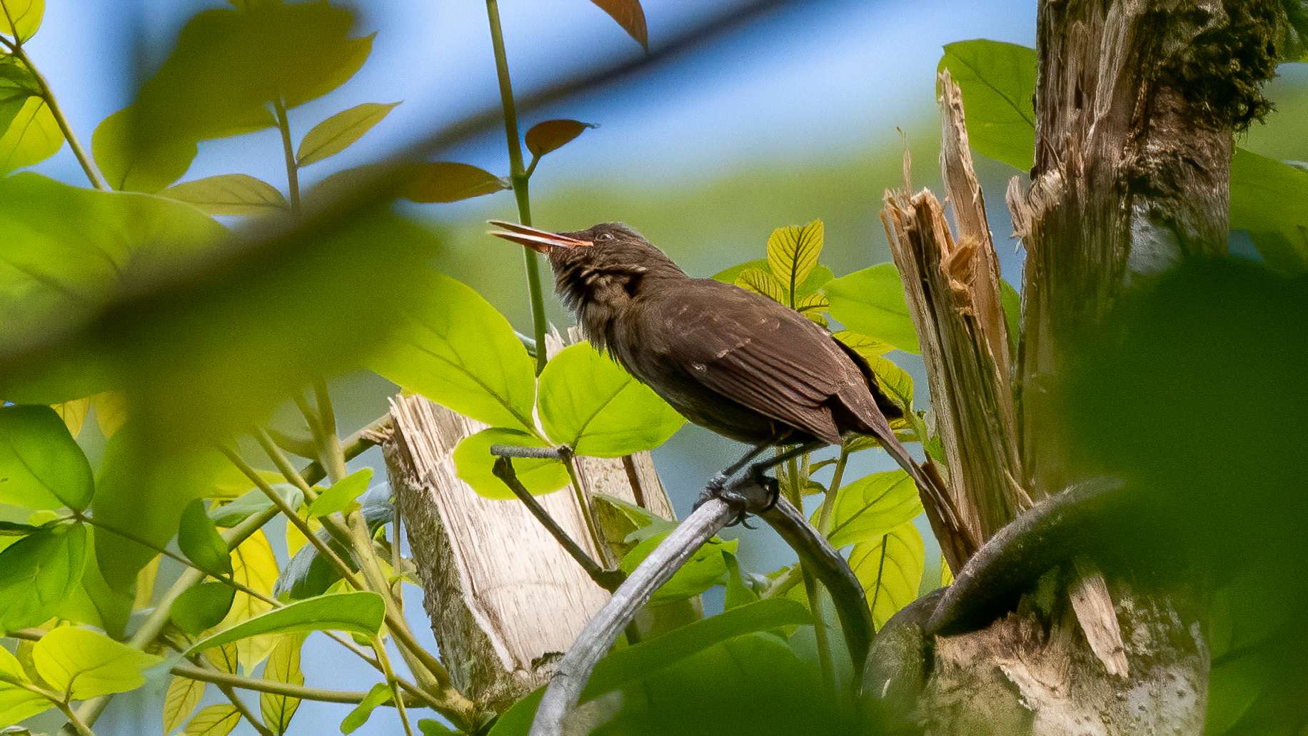 Acrocephalus caffer 1 noire A Petit