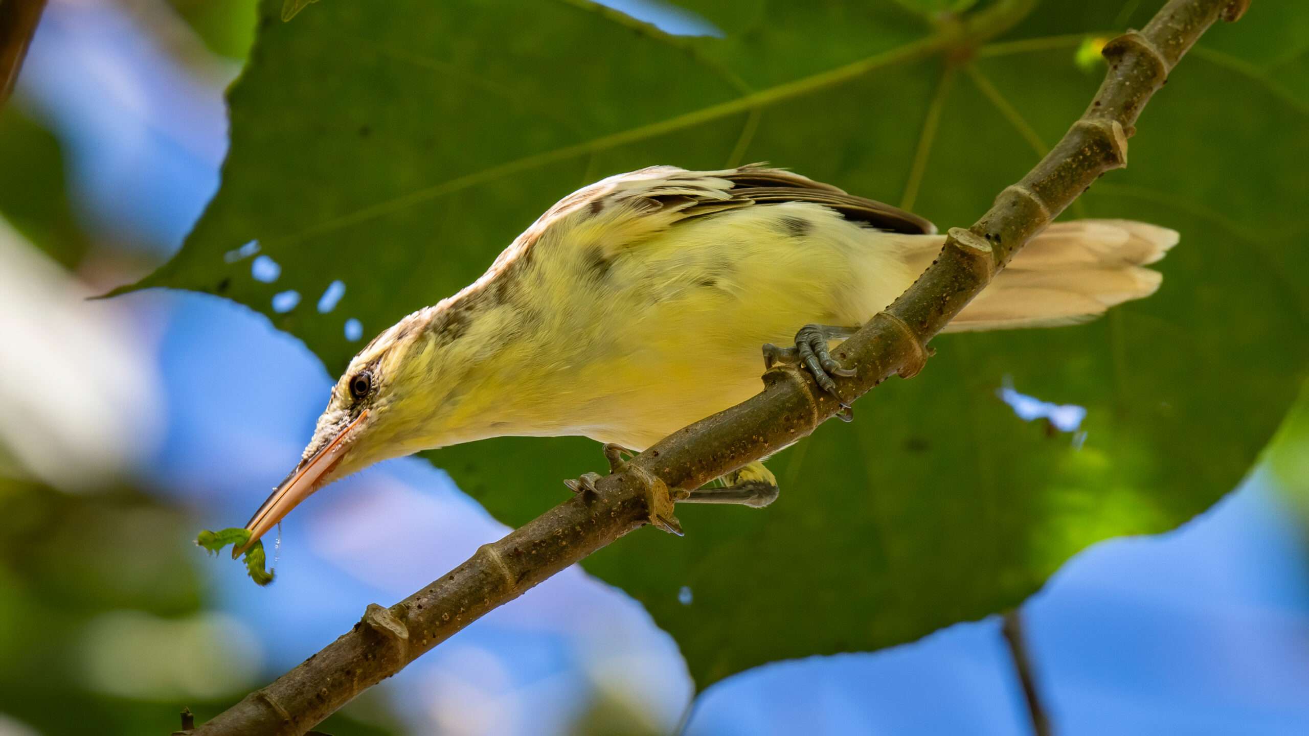 Acrocephalus caffer 2 A Petit