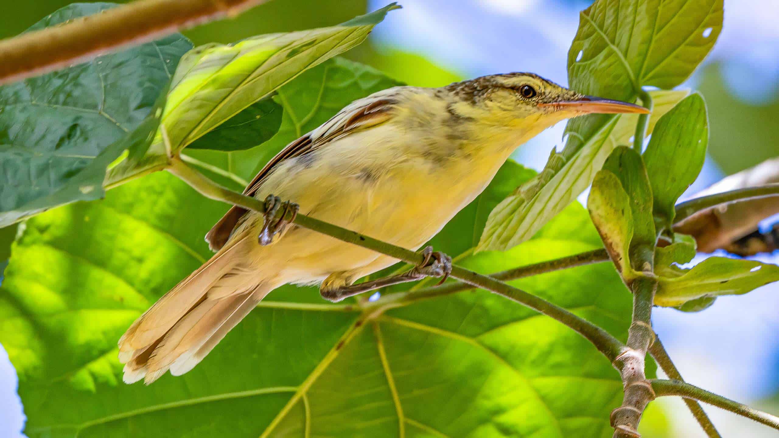 Acrocephalus caffer 3 A Petit