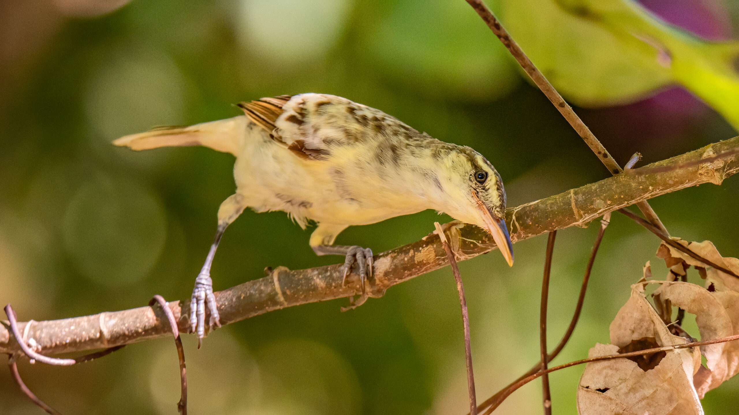 Acrocephalus caffer 4 A Petit