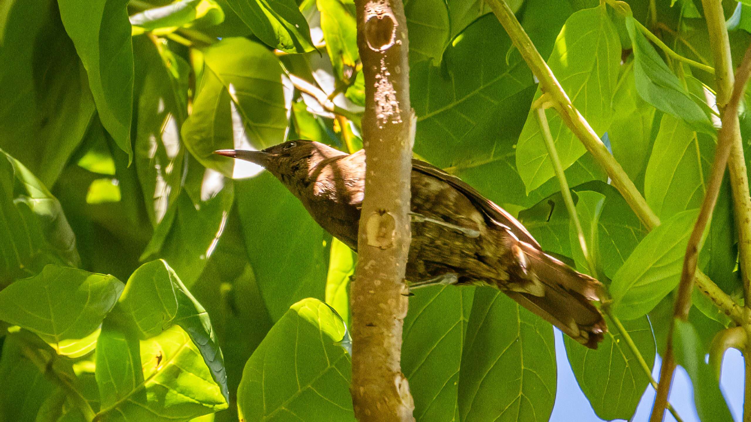 Acrocephalus caffer noire A Petit