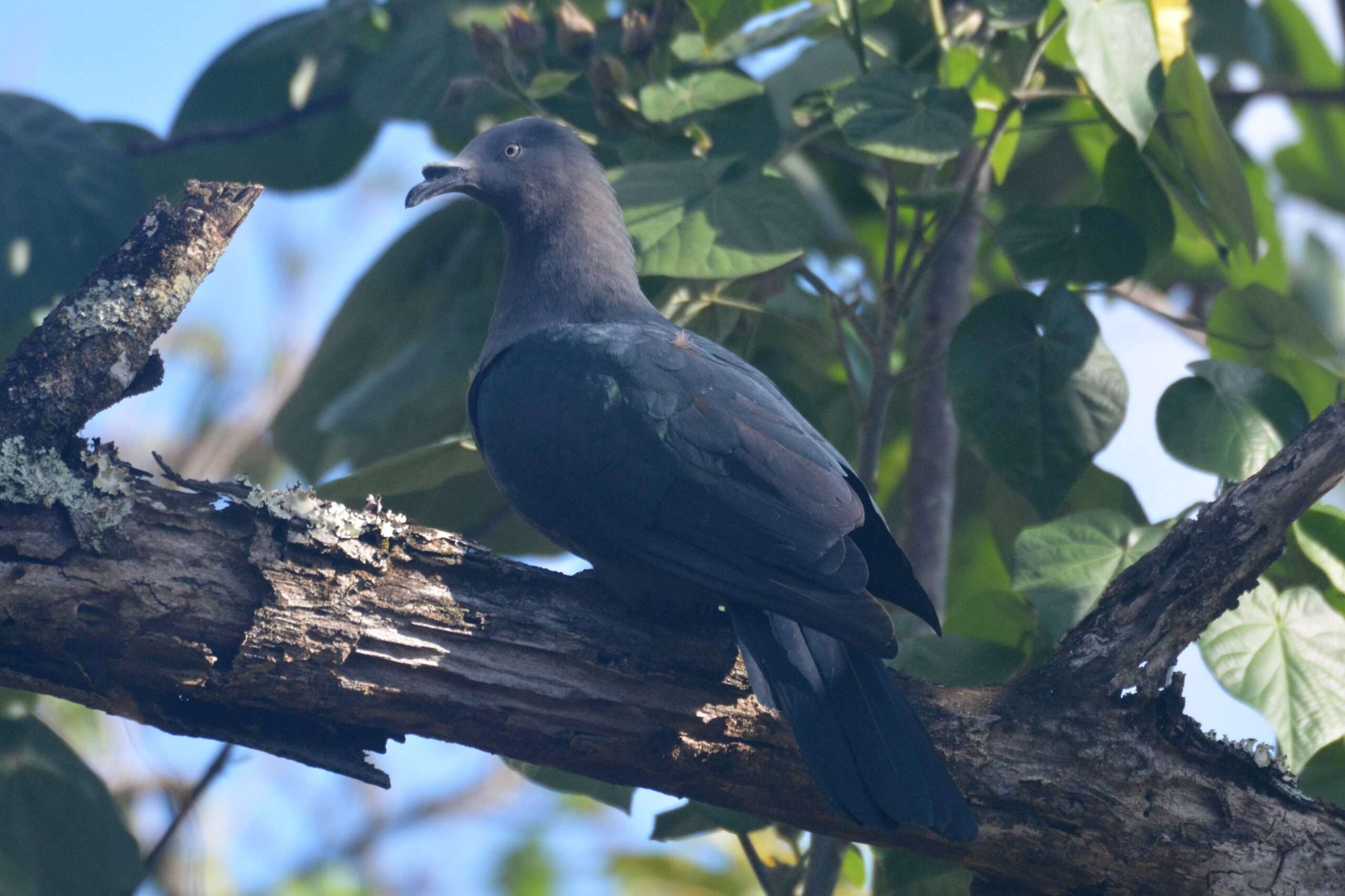 Ducula galeata C Blanvillain