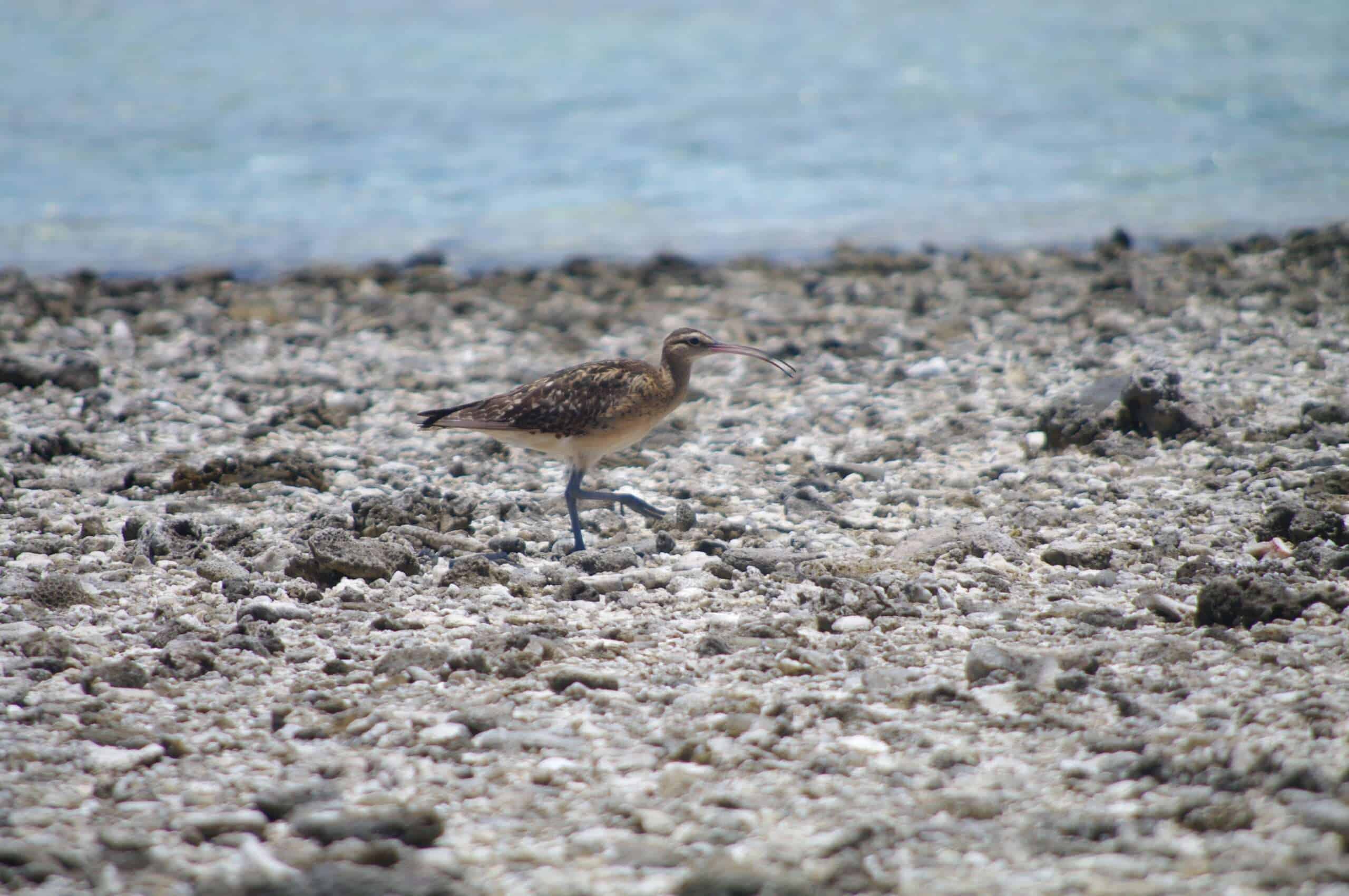 N tahitiensis D Saulnier