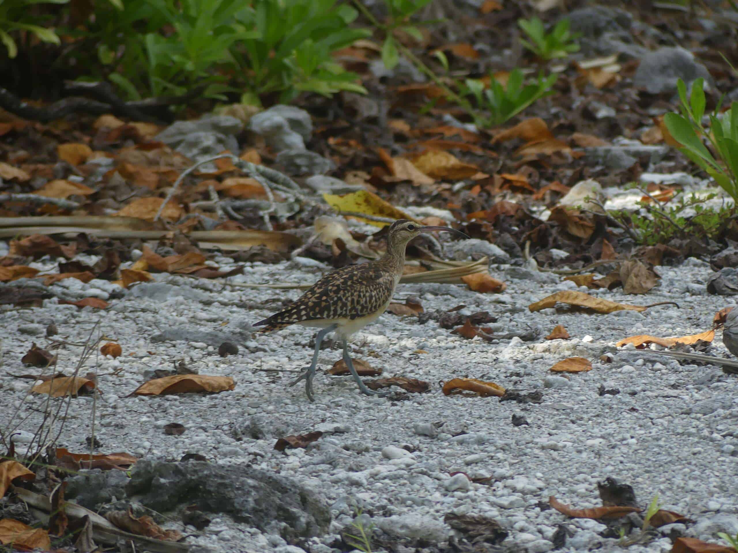Numenius tahitiensis Tehani