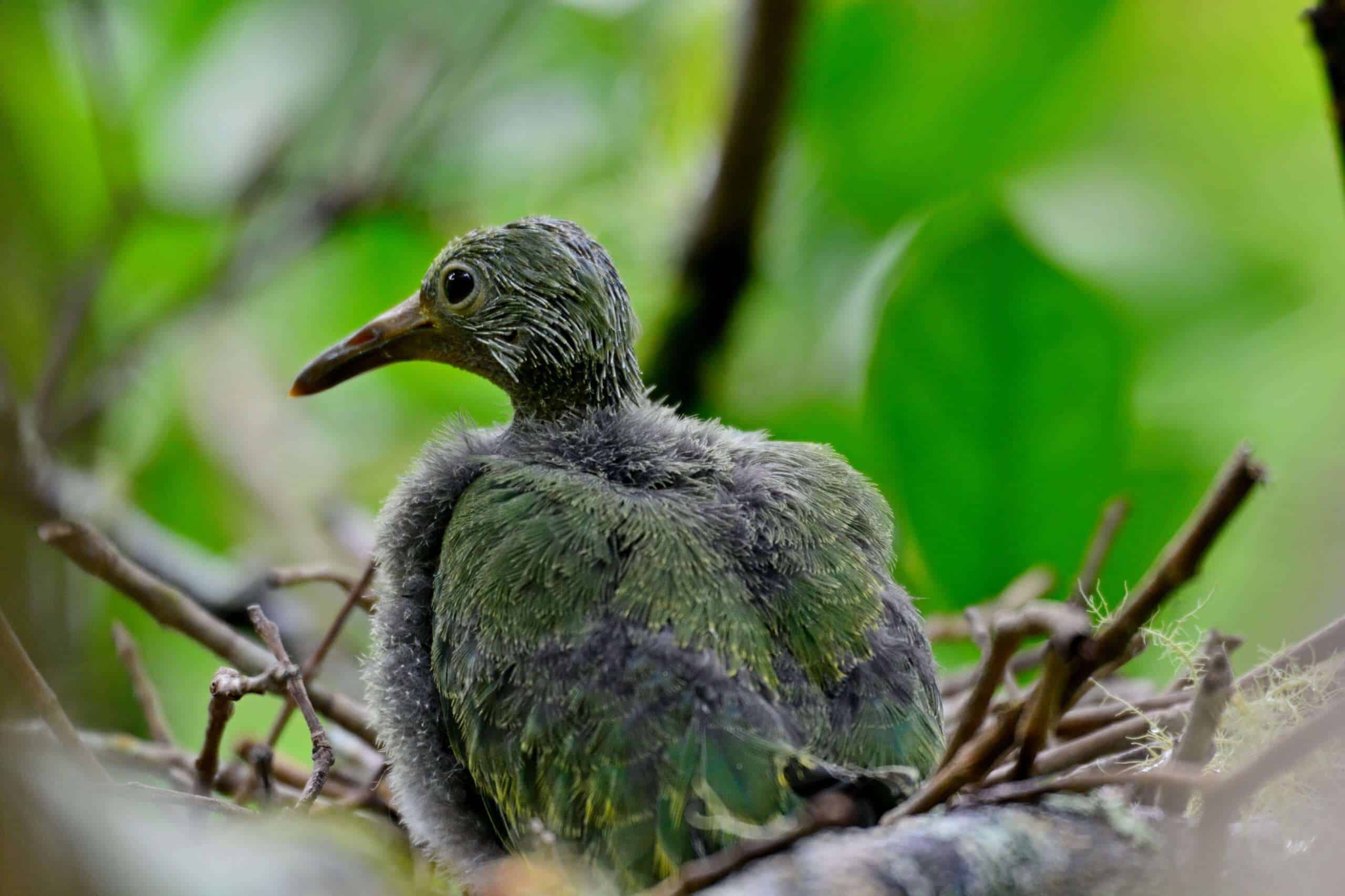 Ptilinopus huttoni C Blanvillain J au nid