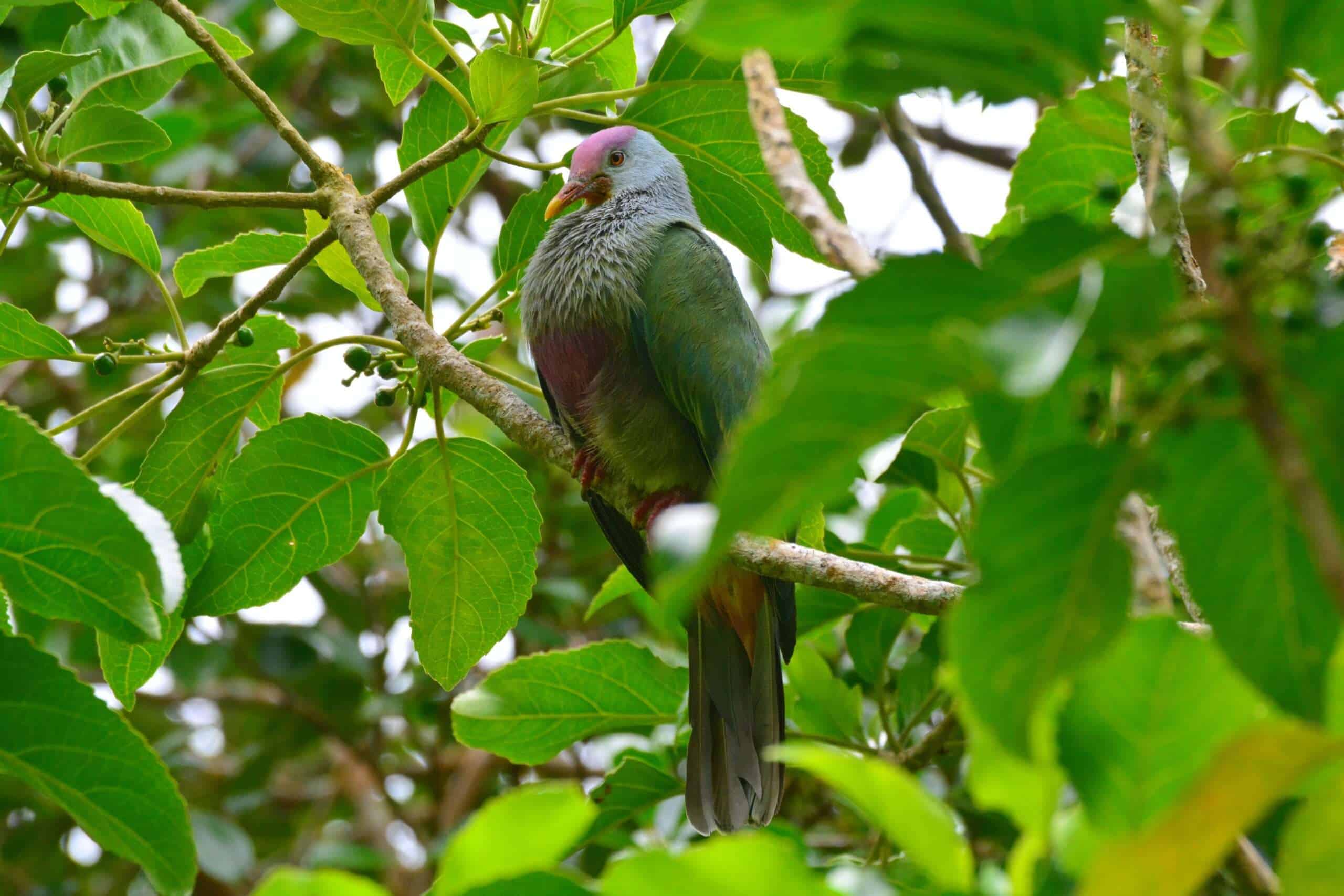 Ptilinopus huttoni C Blanvillain adulte 1