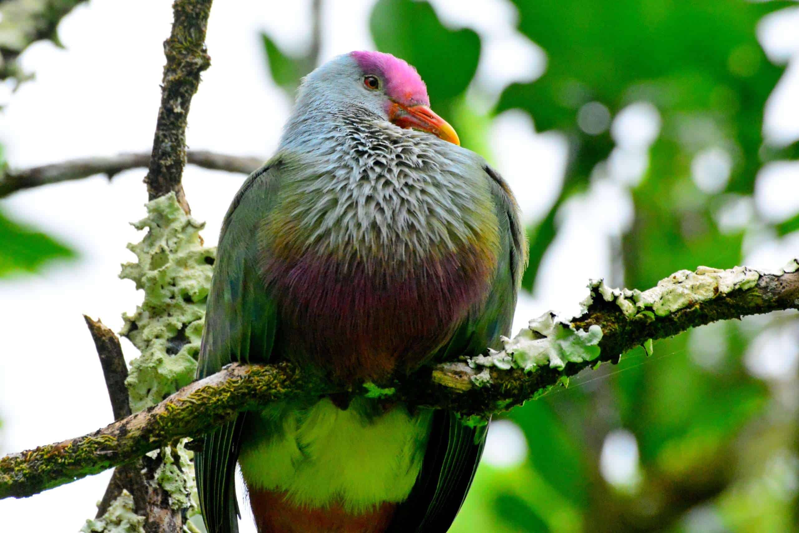 Ptilinopus huttoni C Blanvillain détail6 bis