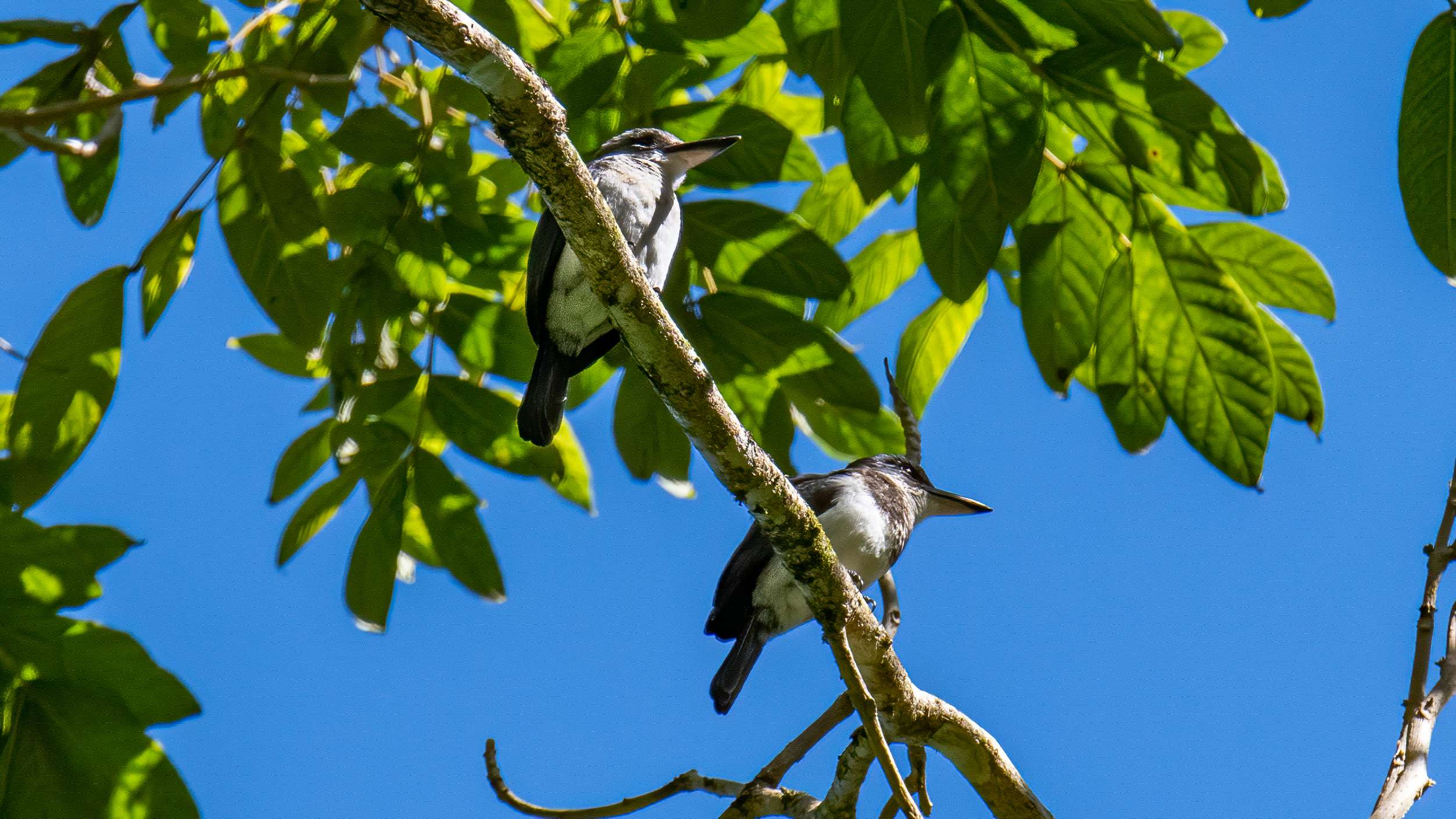T veneratus A Petit couple