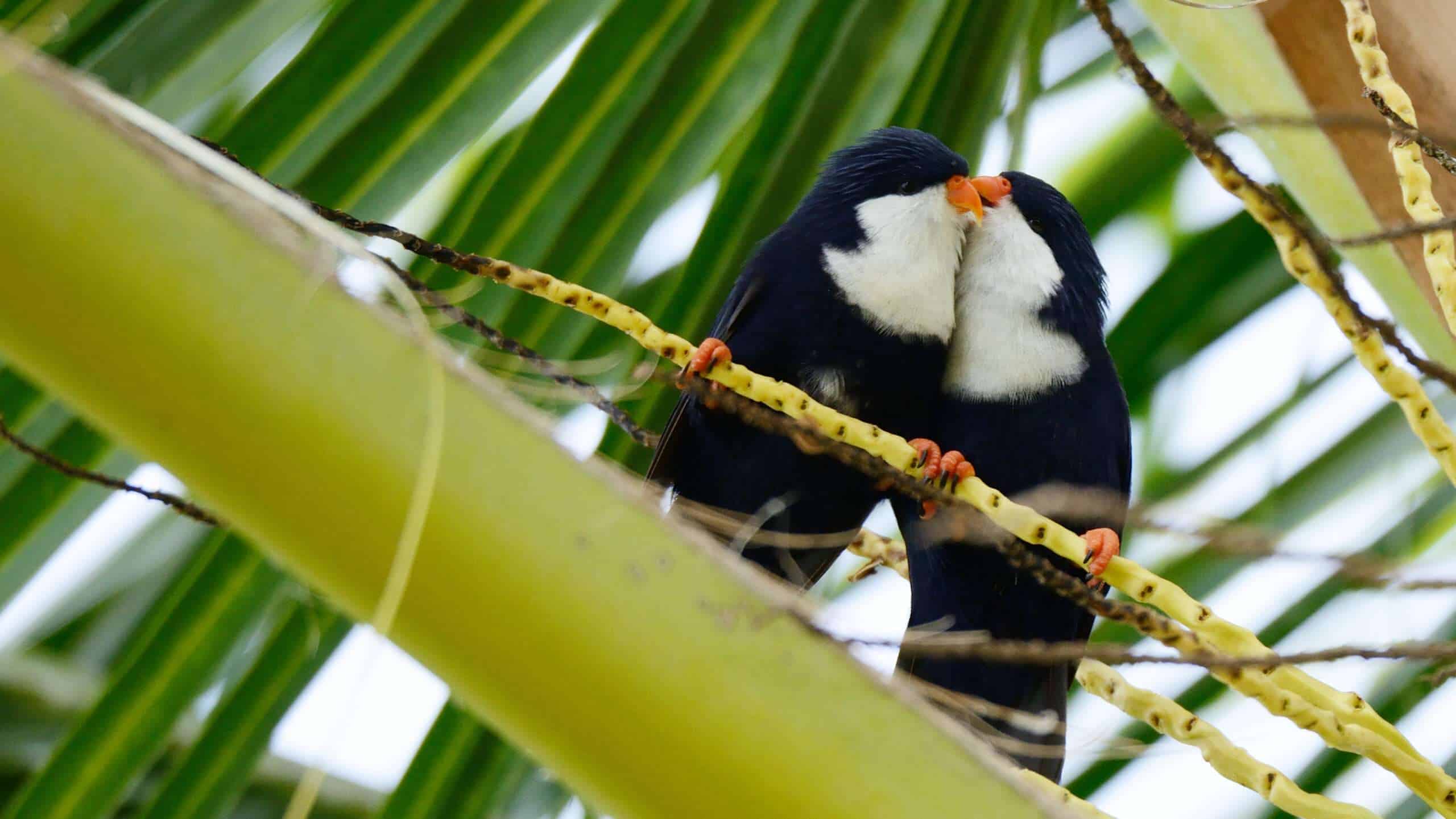 V peruviana couple JP Mutz