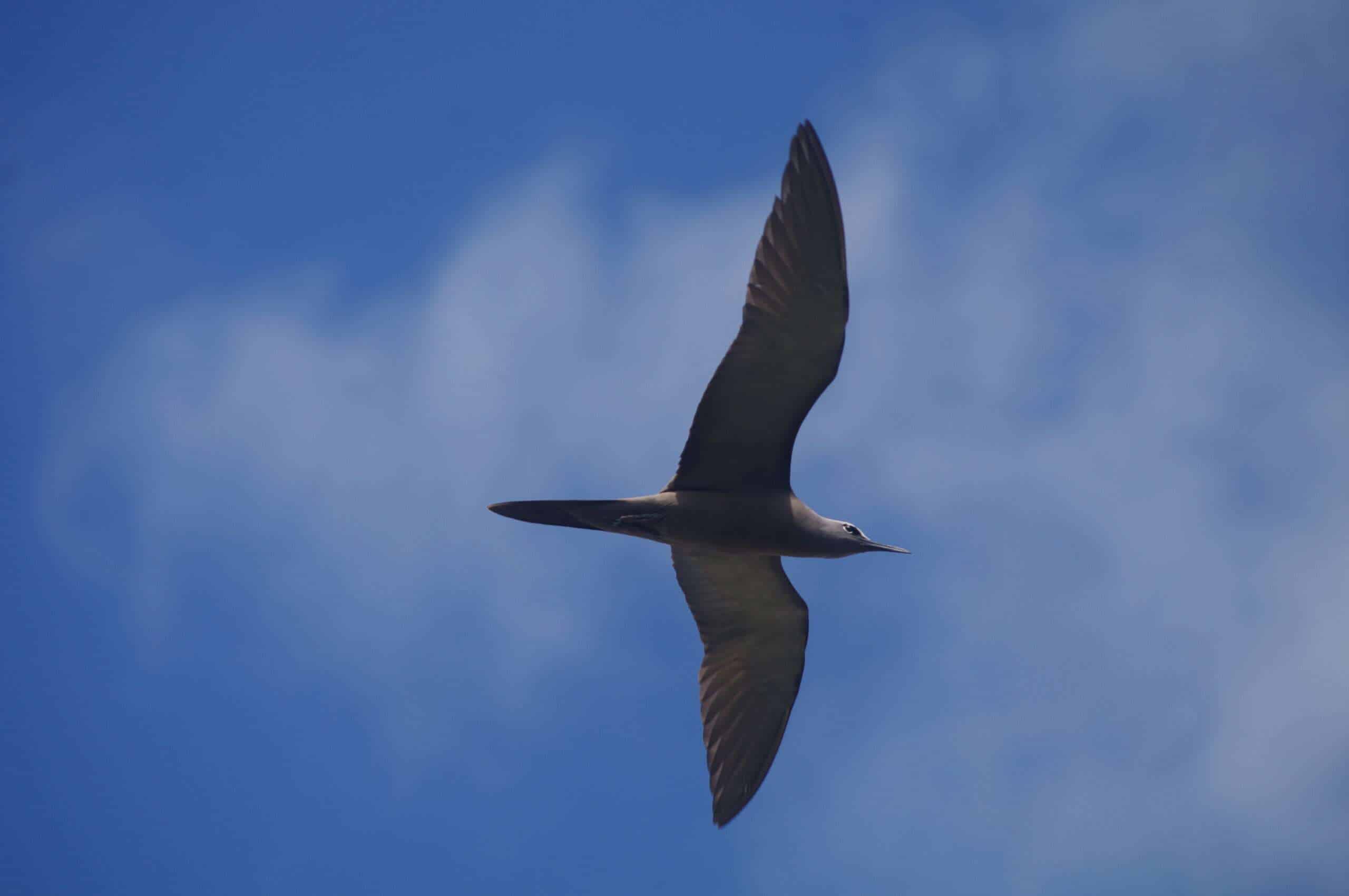 A stolidus D Saulnier in flight