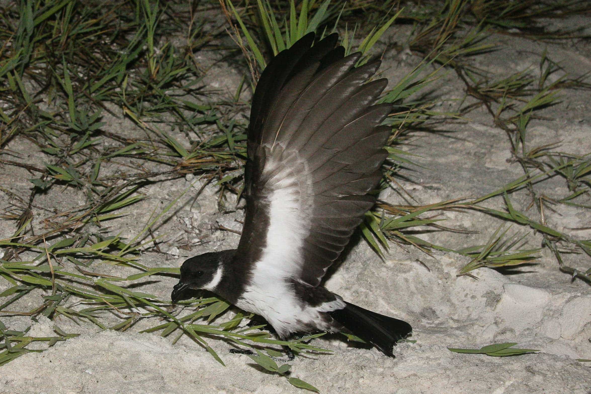 N fuliginosa Eric VanderWerf Chirsmas island 2
