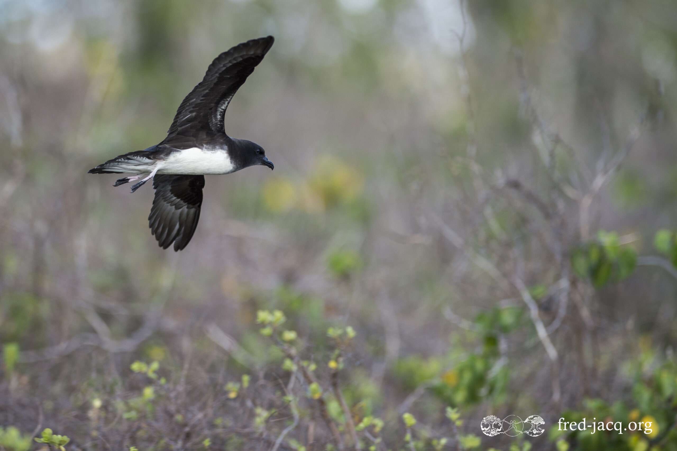 Pterodroma_alba_Fred_JACQ__D4K9636_copie_r