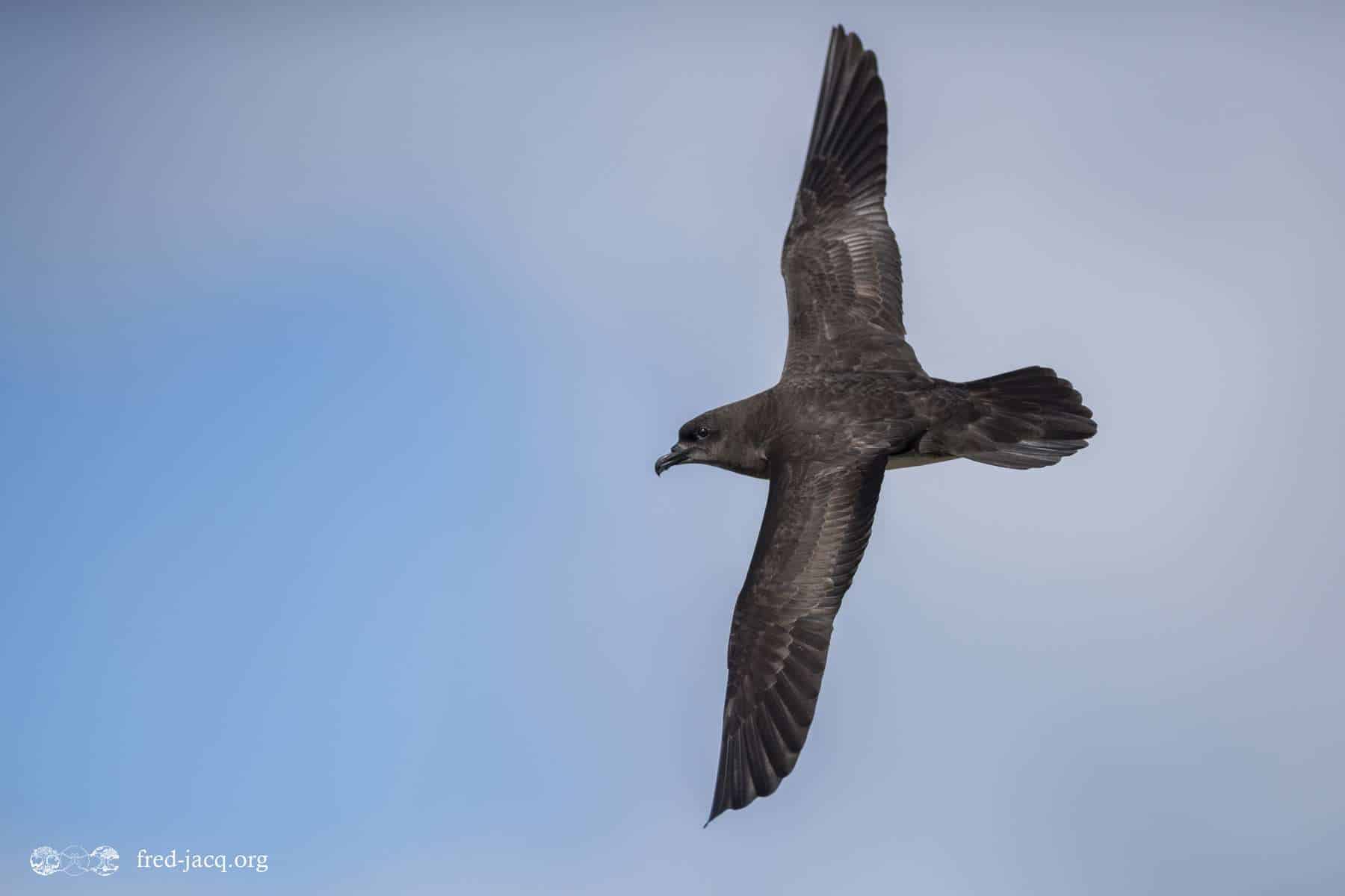 Pterodroma_alba_flight_Fred_JACQ_D81_9868_HATUTAA_copie_r_1200px