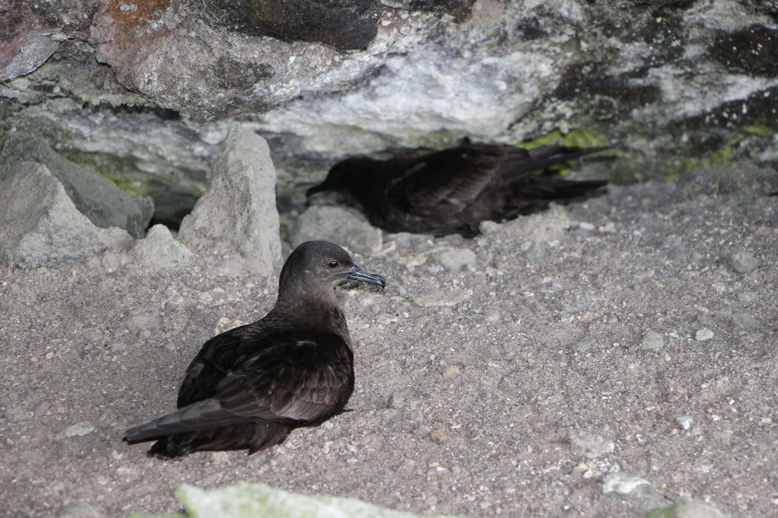 Puffinus nativitatis JF Butaud 3