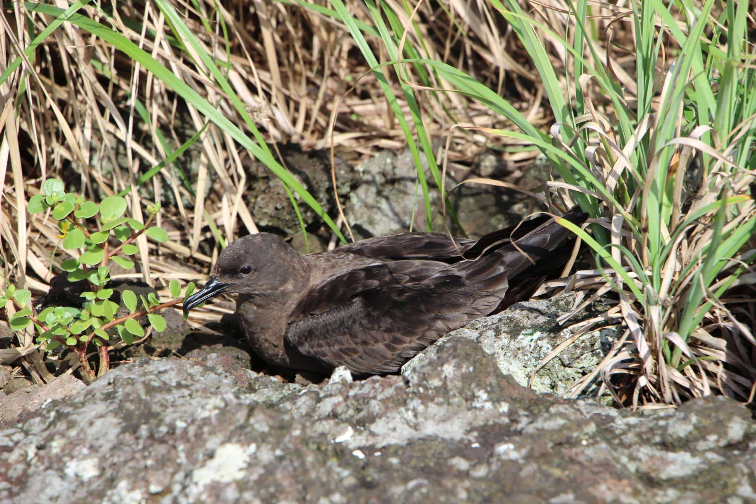 Puffinus nativitatis JF Butaud