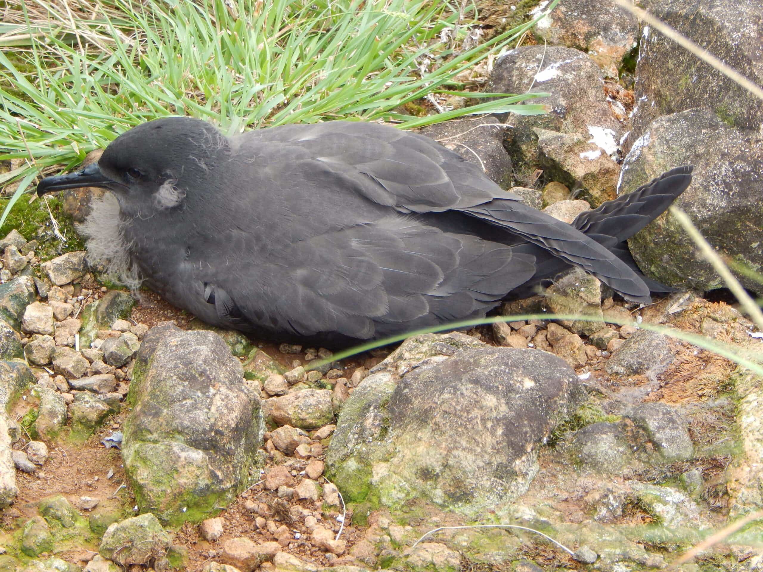 Puffinus nativitatis T Withers